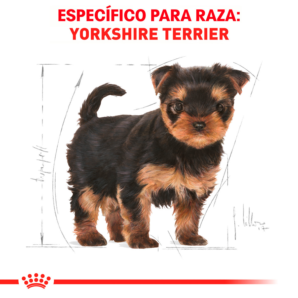Royal Canin BHN Yorkshire Terrier Puppy 1.14 Kg
