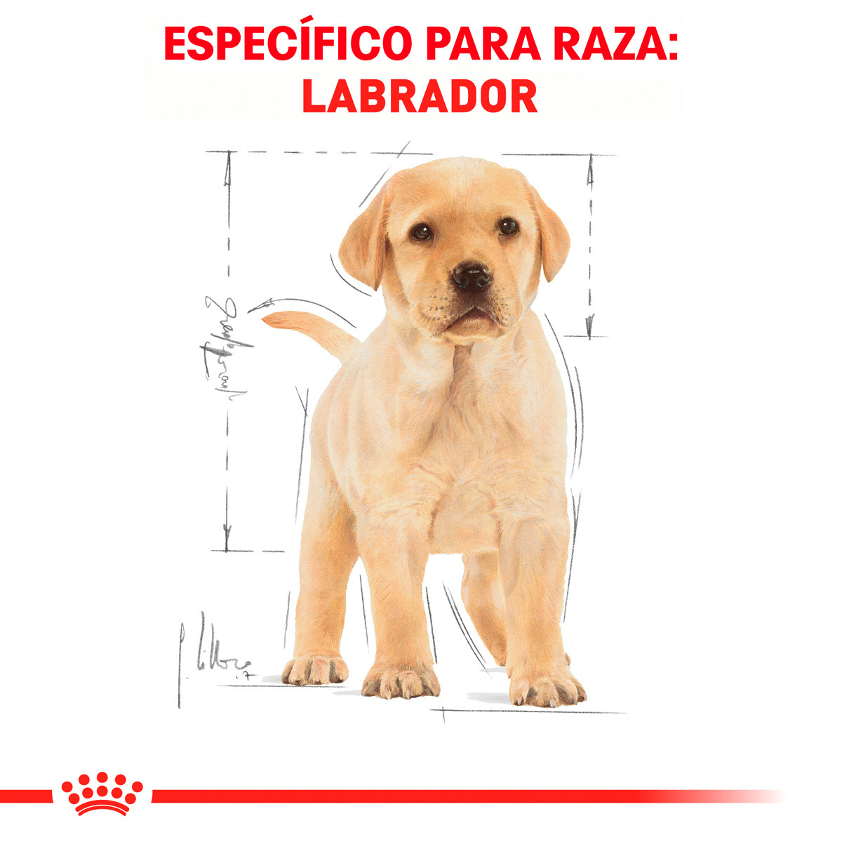 Royal Canin BHN Labrador Retriever Puppy 13.6 Kg