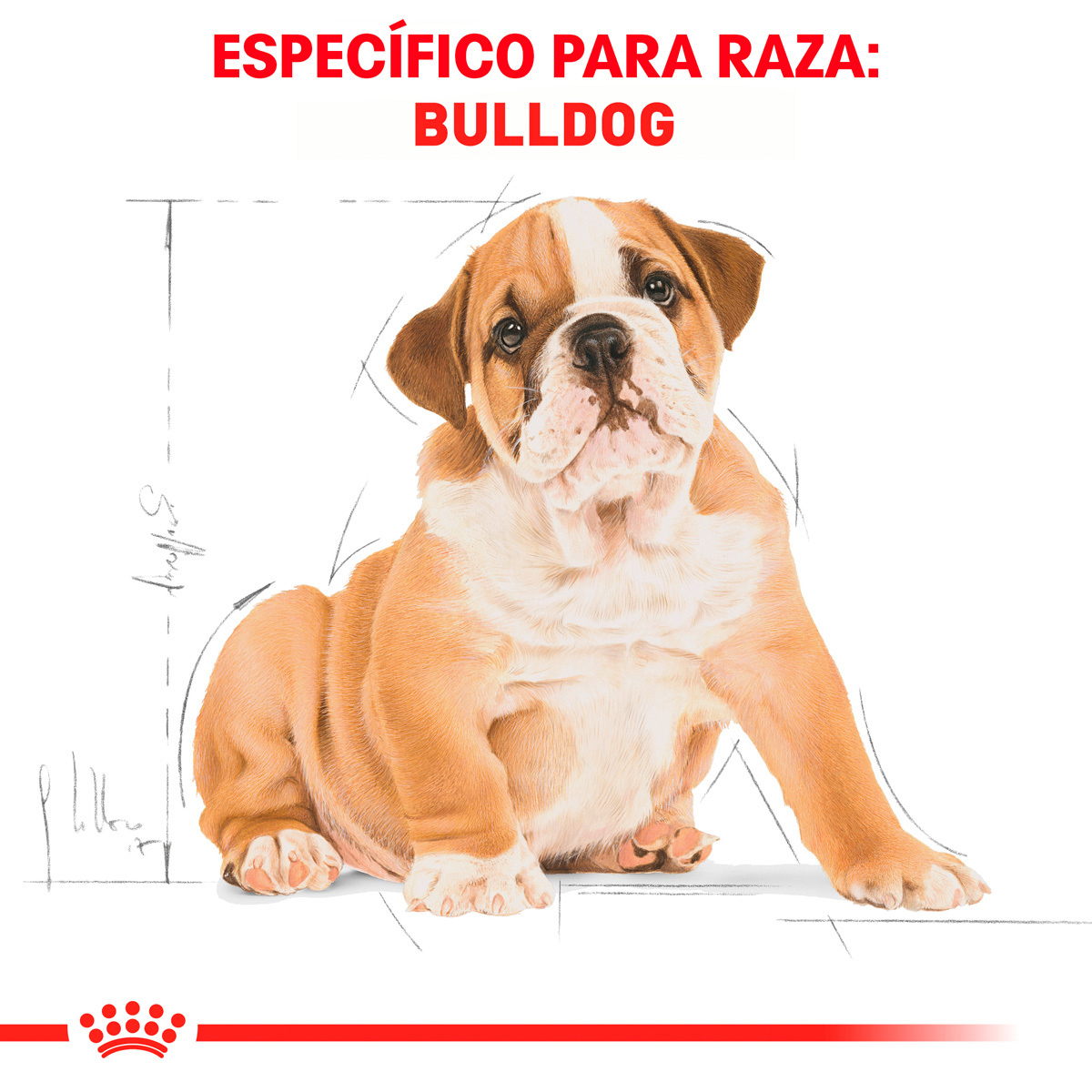 Royal Canin BHN Bulldog Puppy 2.73 Kg