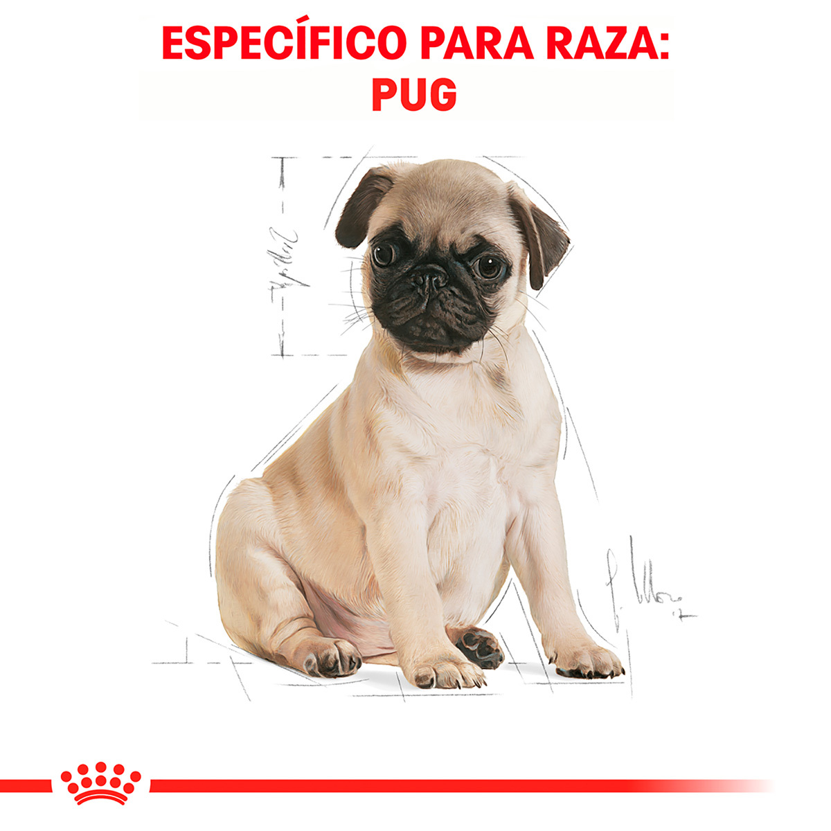Royal Canin BHN Pug Puppy 1.14 Kg