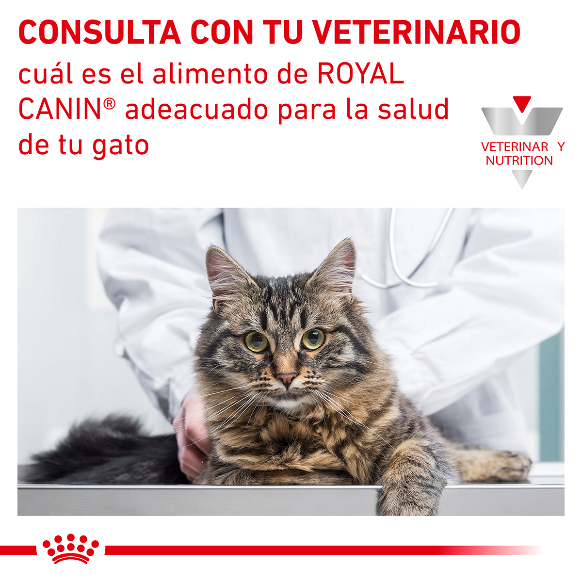 Royal Canin Renal Support F Feline 1.37 Kg