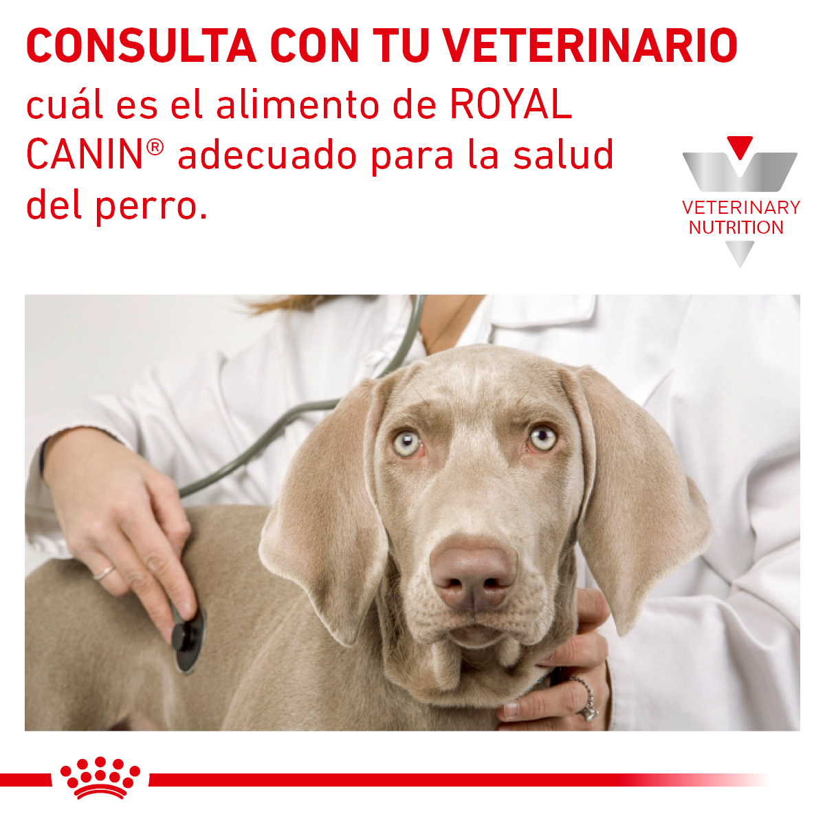 Royal Canin Renal Support S Canine 8 Kg