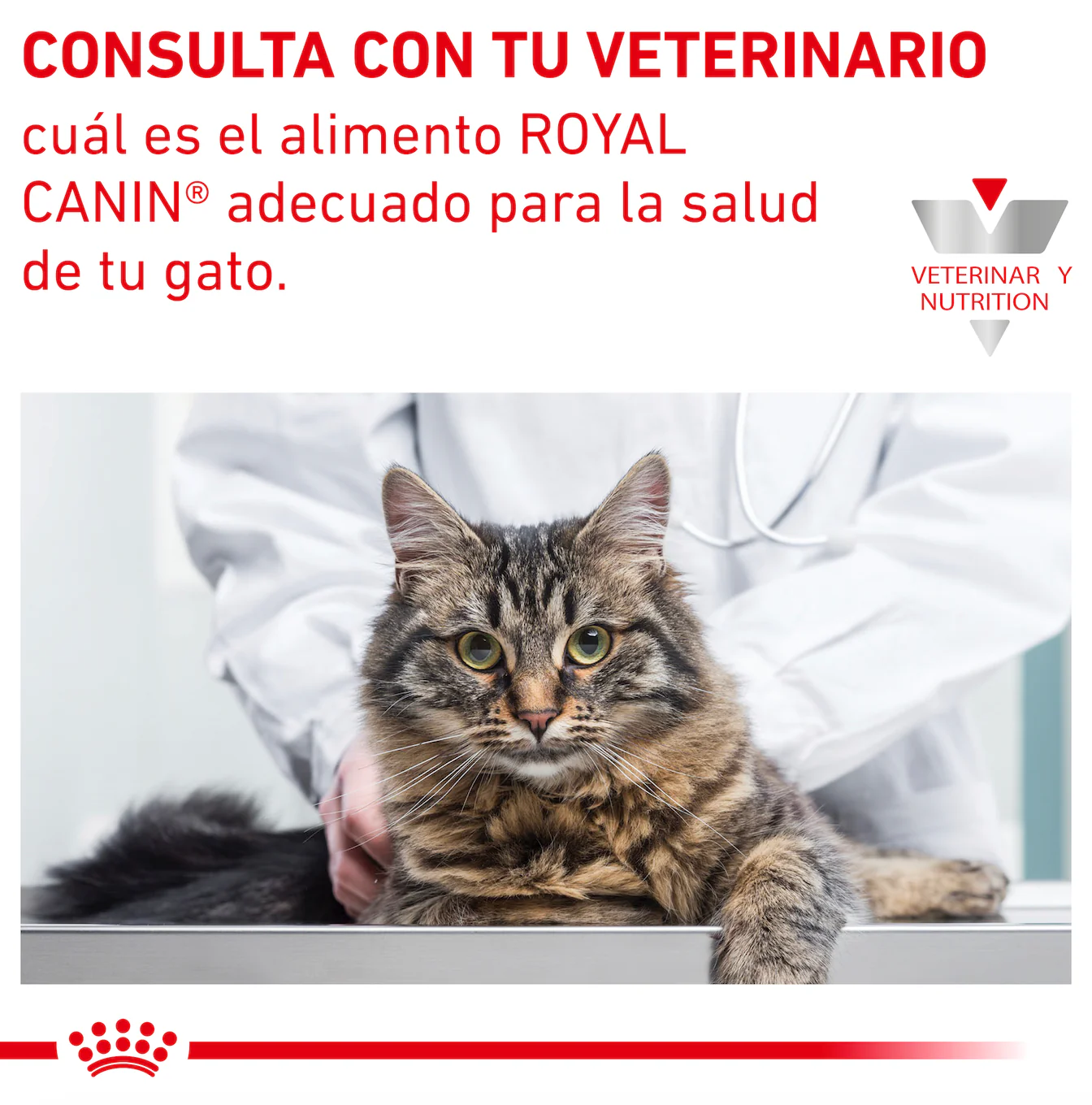 Royal Canin Renal Support E Feline Lata 145 Gr