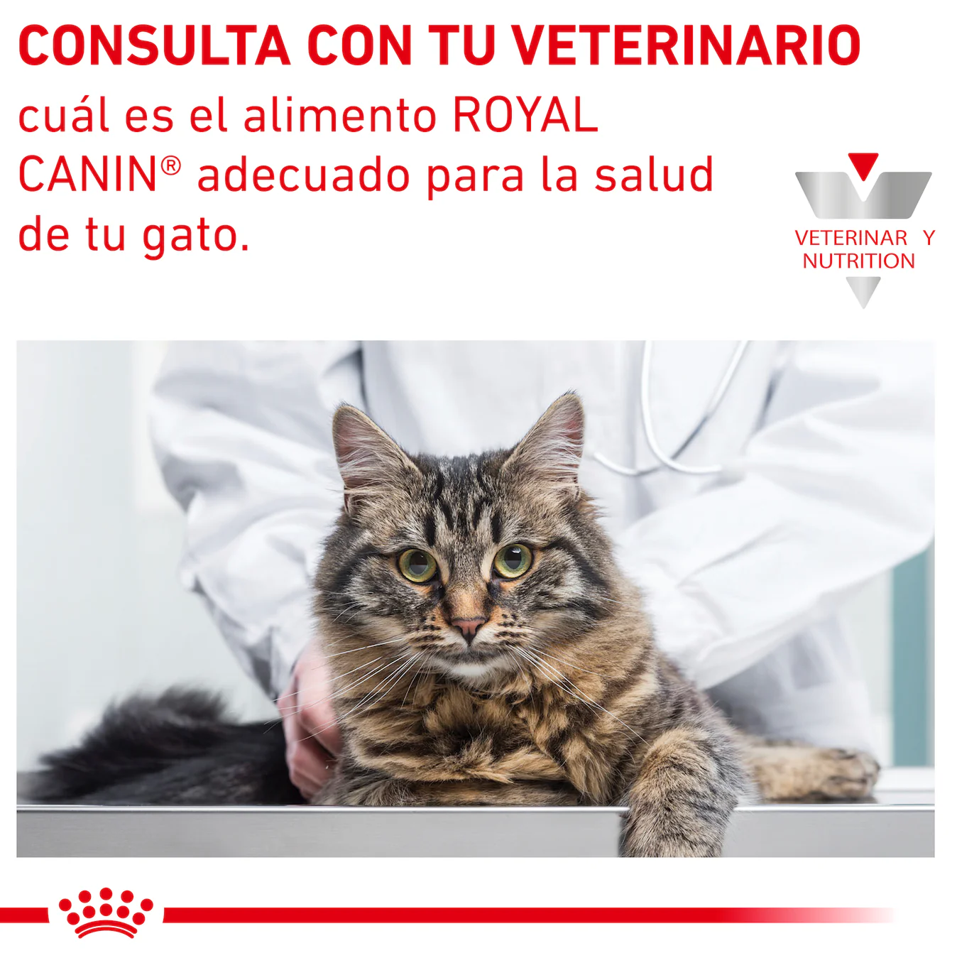 Royal Canin Renal Support D Morsels In Gravy Feline Lata 85 Gr