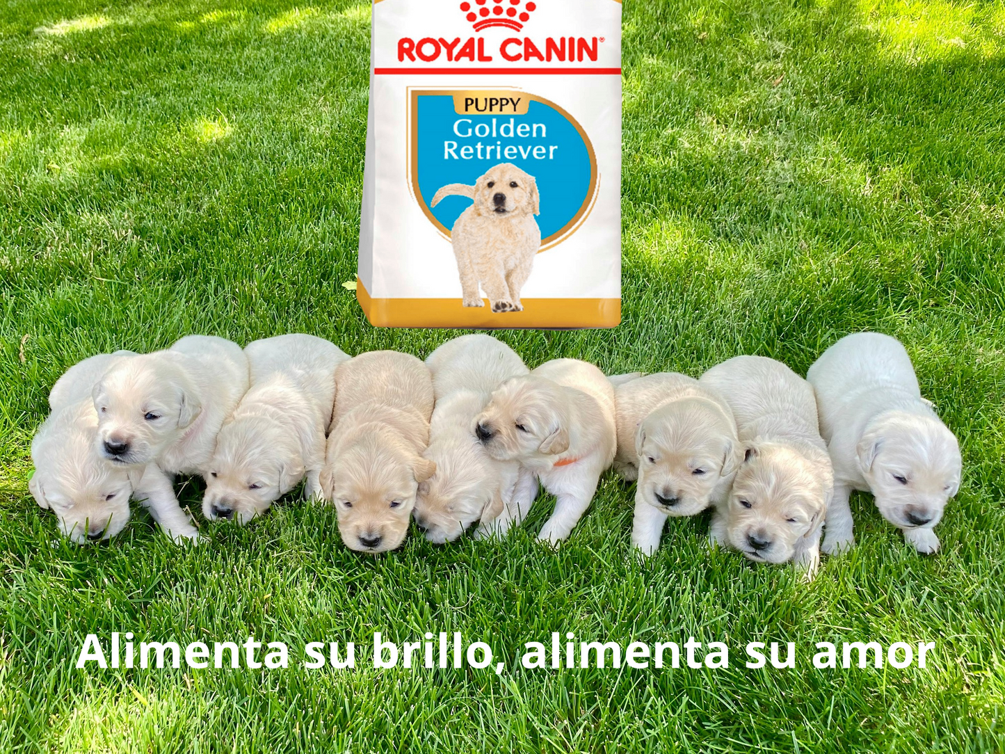Royal Canin BHN Golden Retriever Puppy 13.6 Kg
