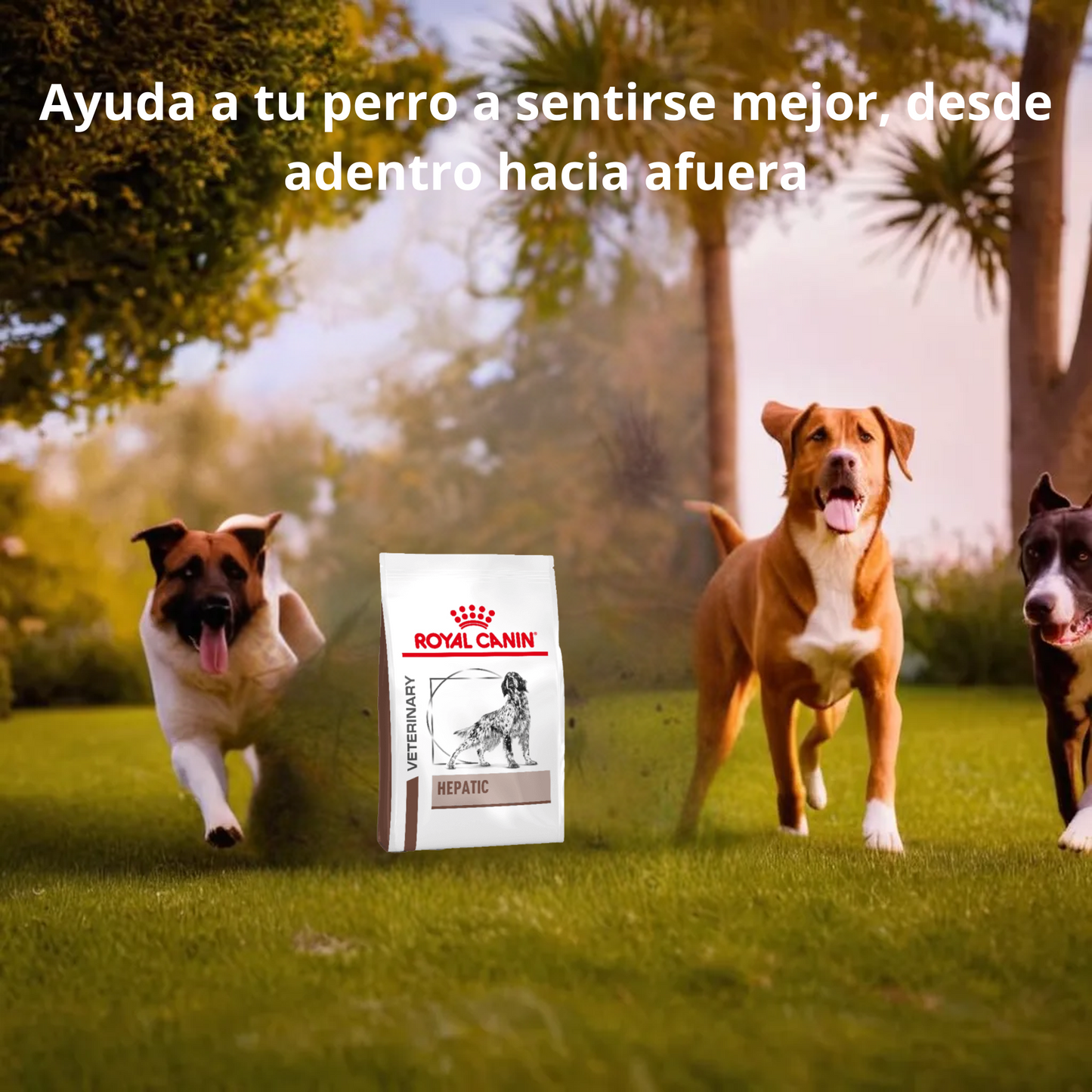 Royal Canin Hepatic Dog 3.5 Kg