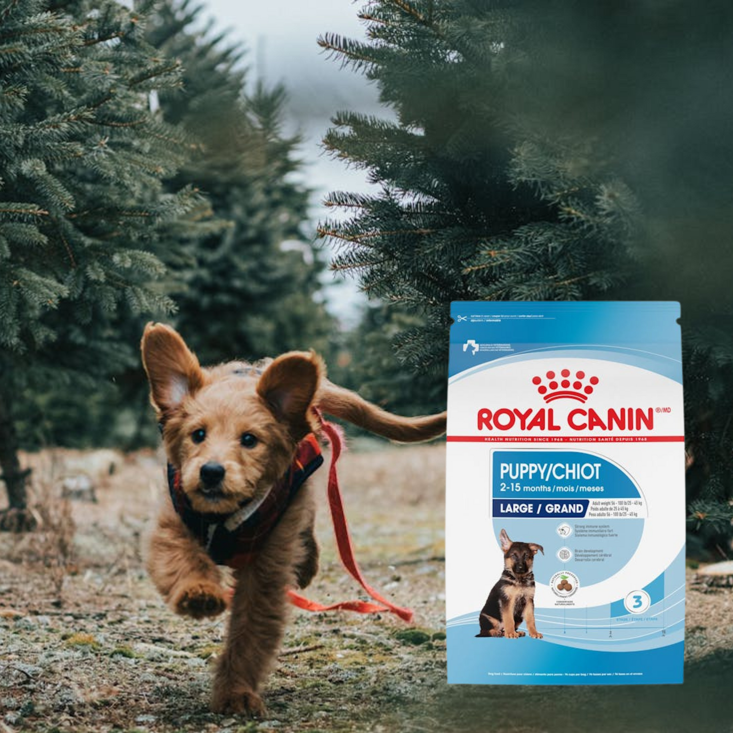Royal Canin Large Puppy 13.6 Kg