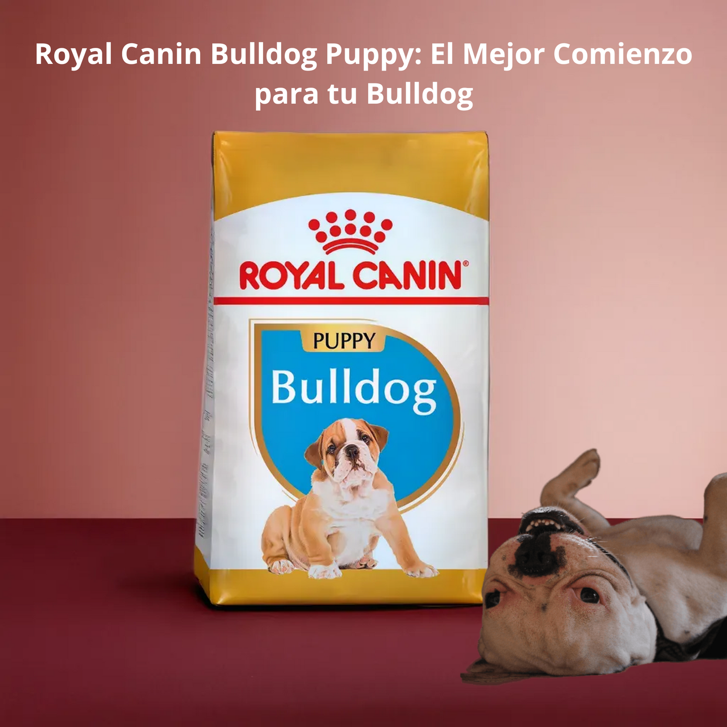 Royal Canin BHN Bulldog Puppy 2.73 Kg