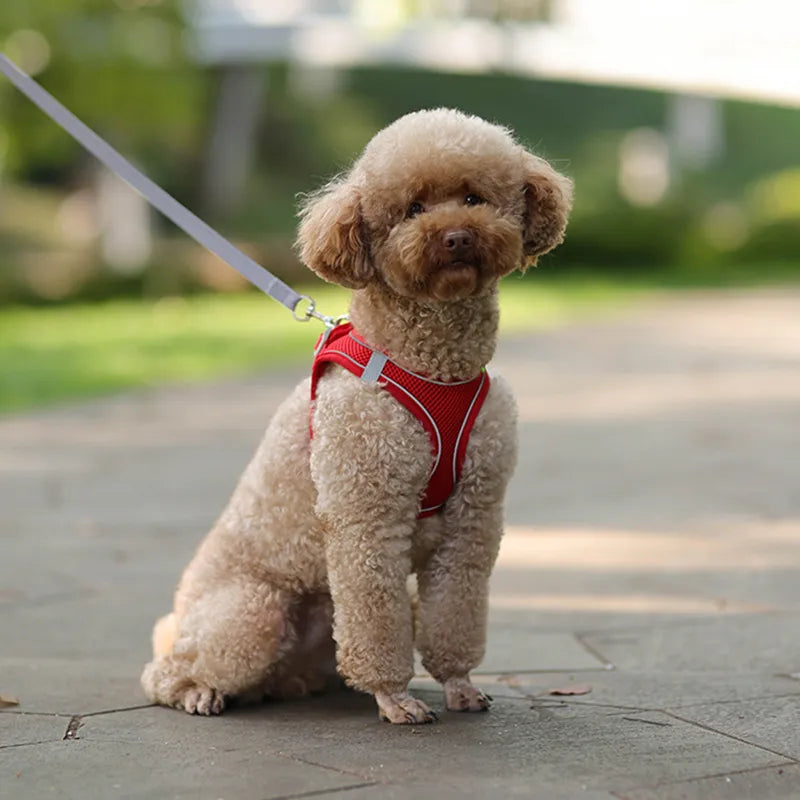 Conjunto de chaleco/arnés ajustable y correa para perros pequeños, cachorros y gatos
