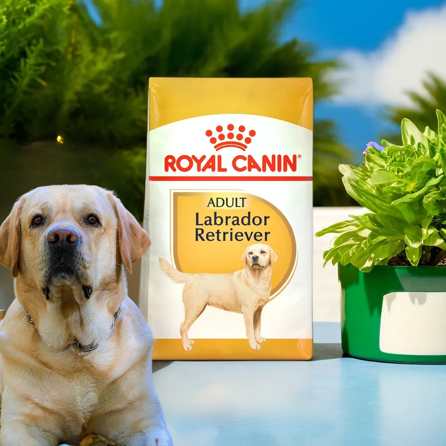 Royal Canin BHN Labrador Retriever 13.6 Kg