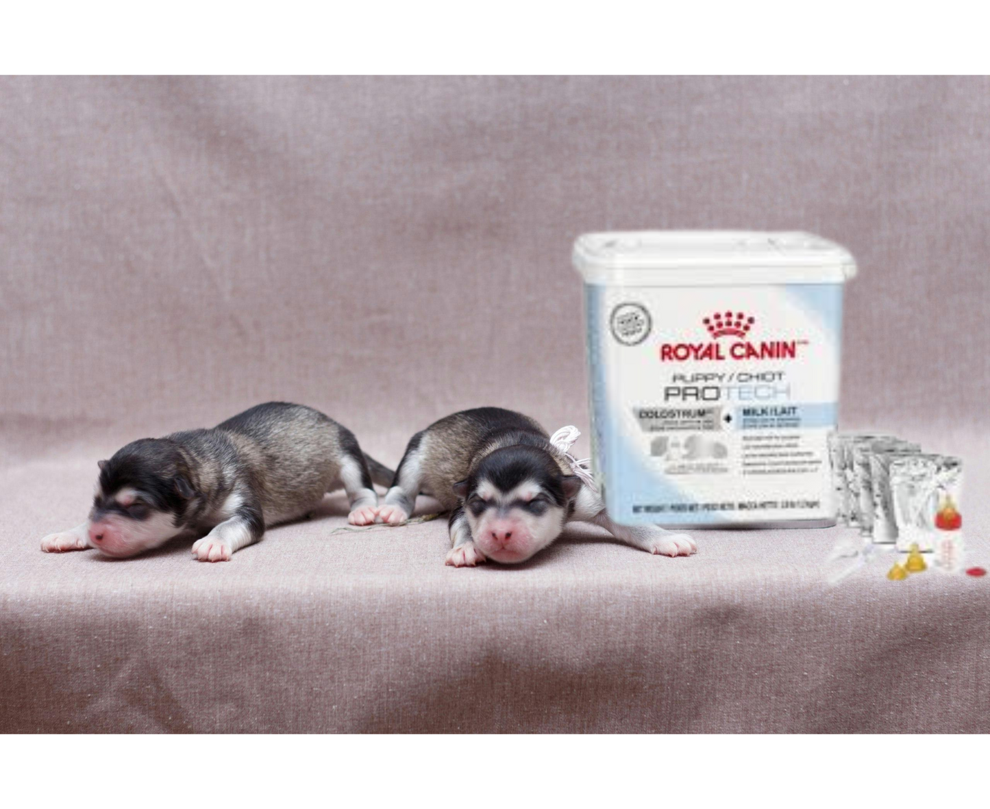 Royal Canin Puppy Protech 300 Gr