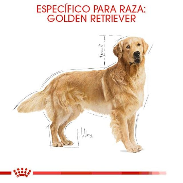 Royal Canin BHN Golden Retriever Adult 13.6 Kg