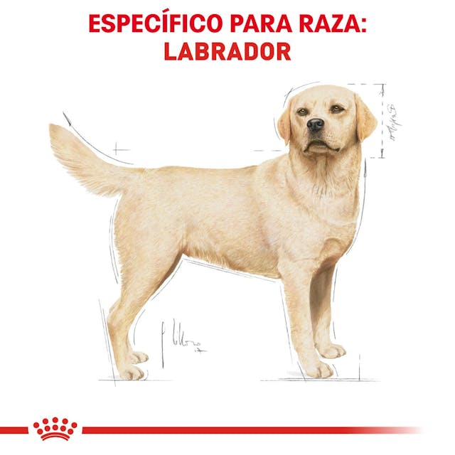 Royal Canin BHN Labrador Retriever 13.6 Kg