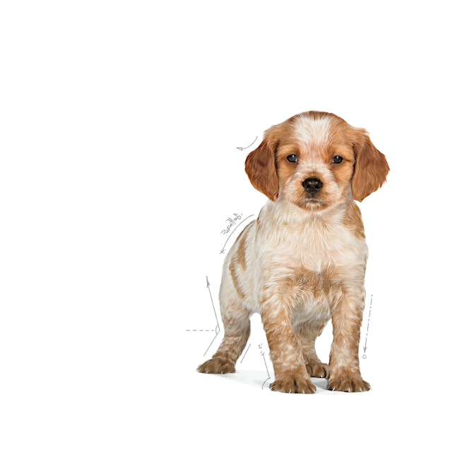 Royal Canin Medium Puppy 13.6 Kg