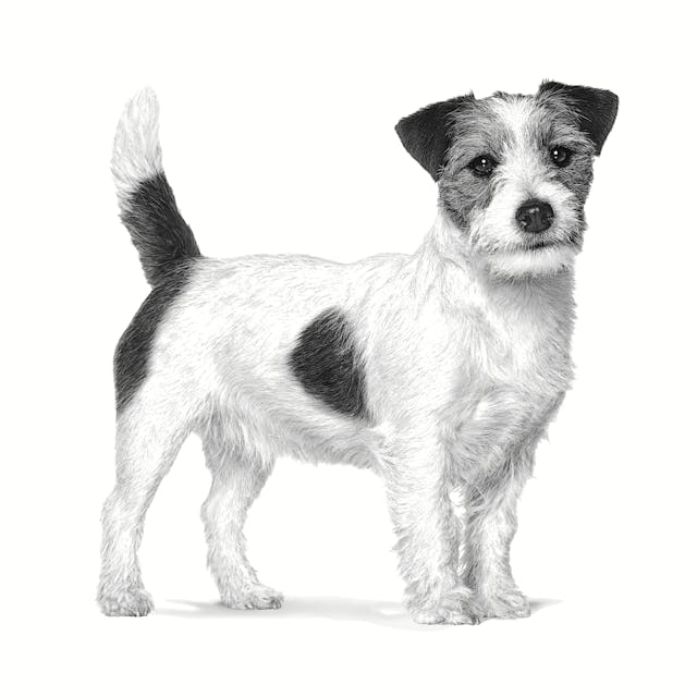 Royal Canin Dental Small Dog Dry 4 Kg
