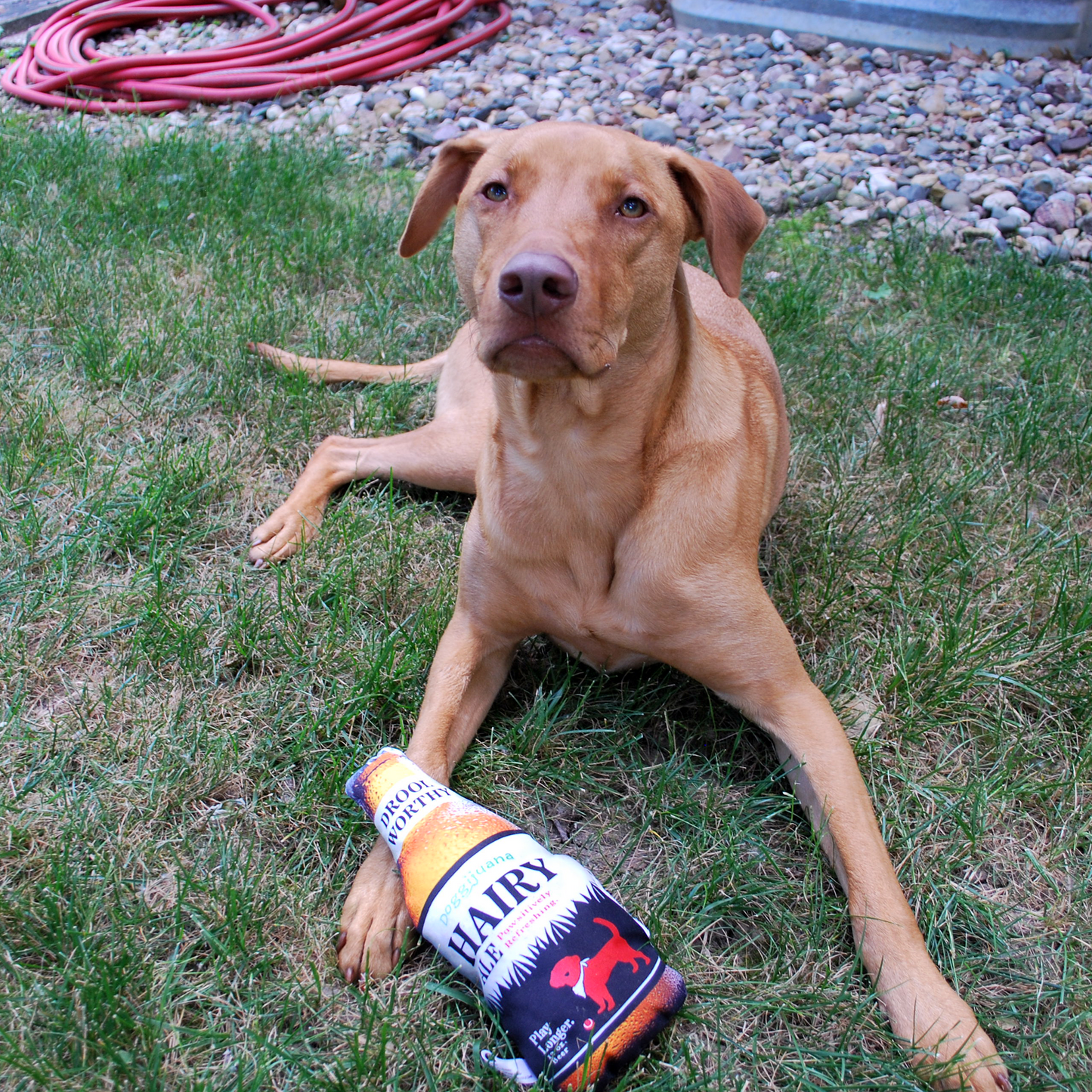 Doggijuana - Get the Pawty: Cerveza