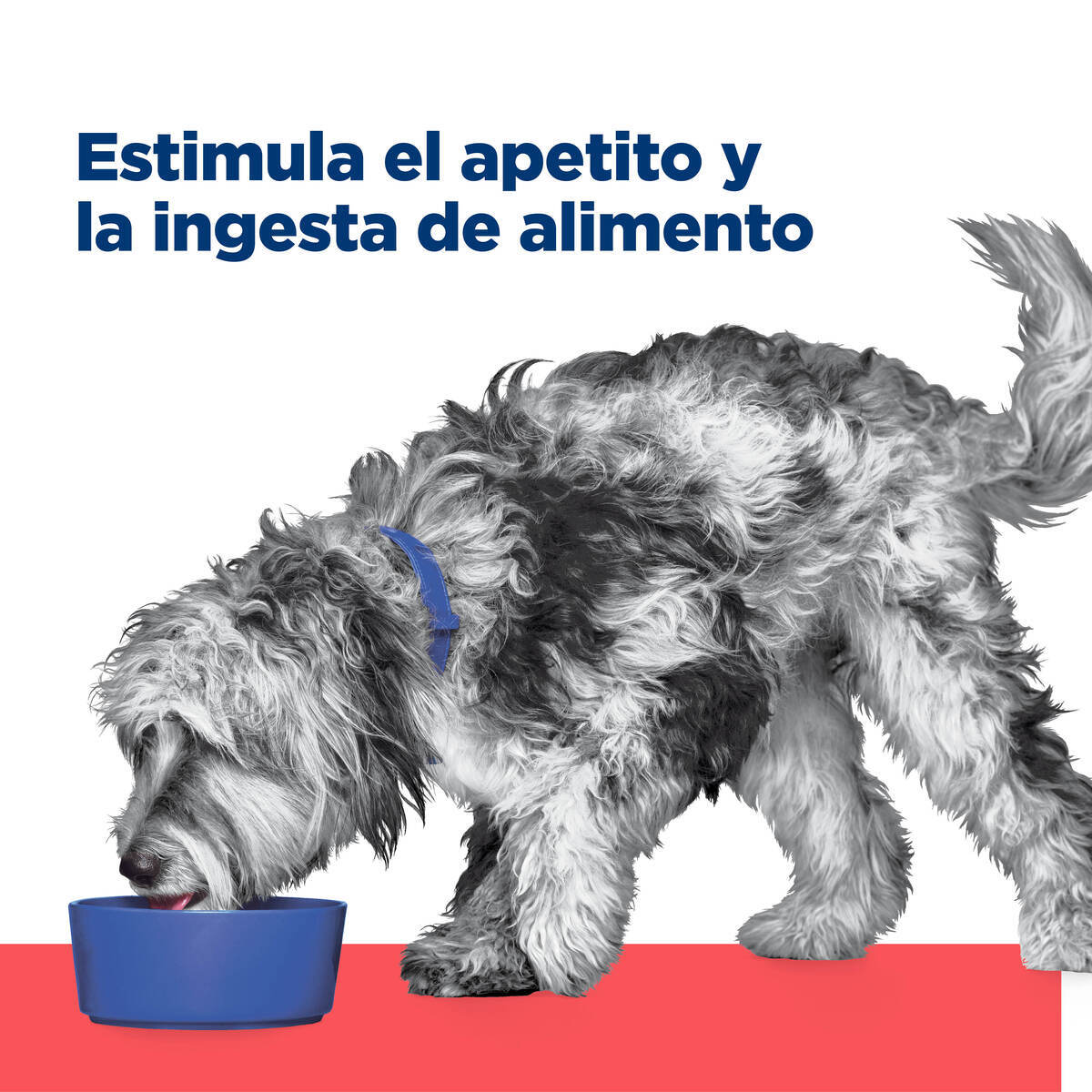 🎗️ Hill’s Onc-Care Lata – Nutrición Compasiva para Perros en Lucha 🐶🧡