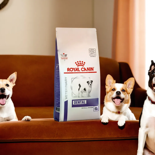 Royal Canin Dental Small Dog Dry 4 Kg