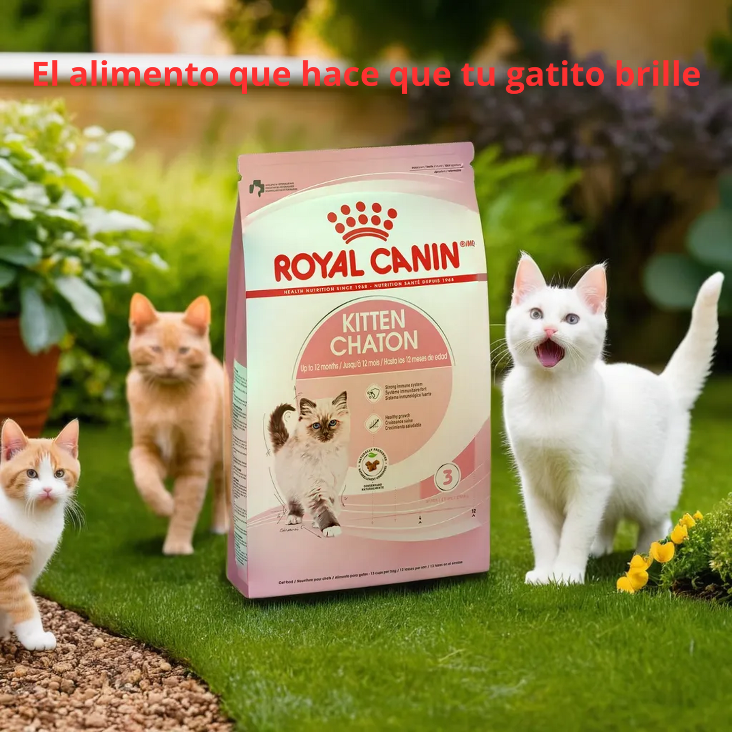 Royal Canin Kitten 1.37 Kg