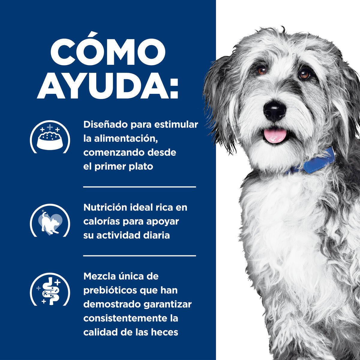 🎗️ Hill’s Onc-Care Lata – Nutrición Compasiva para Perros en Lucha 🐶🧡