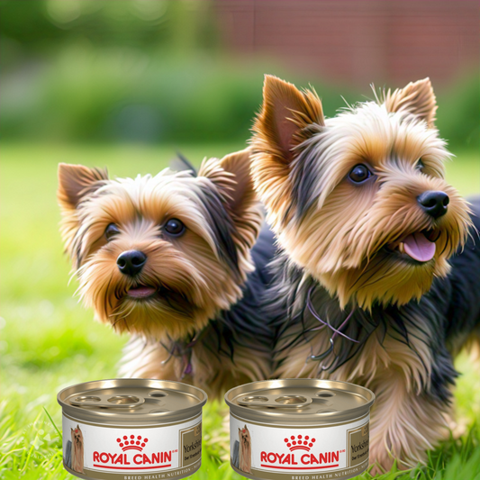 Royal Canin BHN Yorkshire Lata 85 Gr