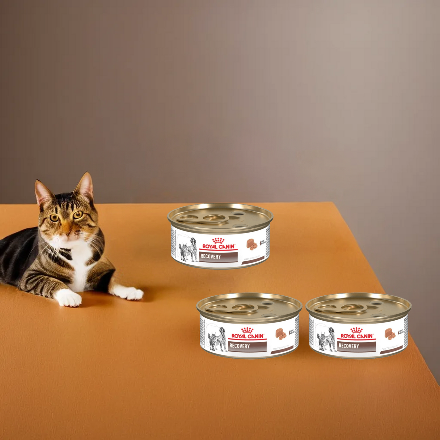 Royal Canin Recovery Canine/Feline Lata 150 Gr
