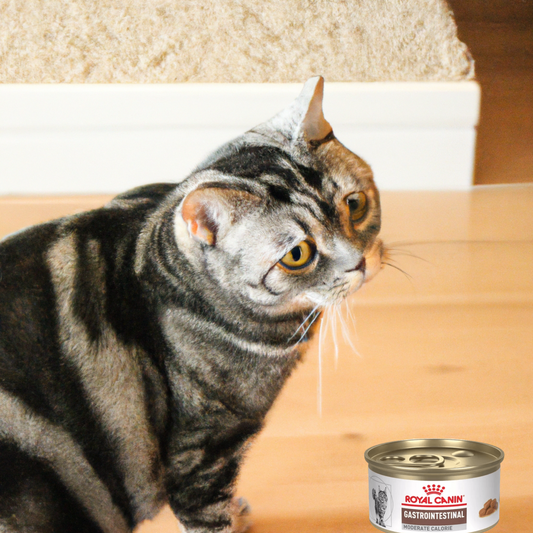 Royal Canin Gastrointestinal Moderate Calorie Feline Lata 85 Gr