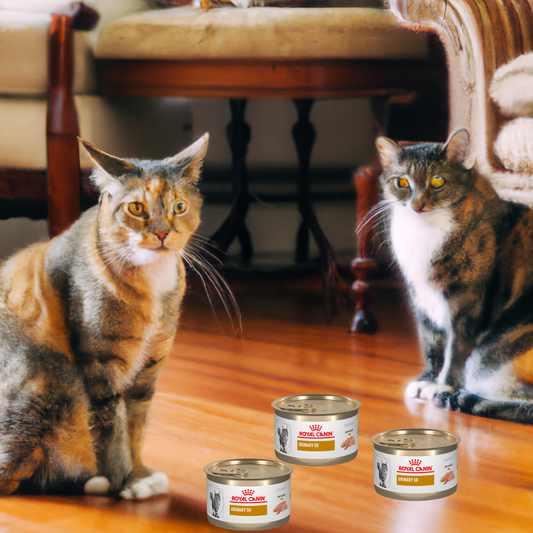 Royal Canin Urinary SO Feline Lata 145 Gr