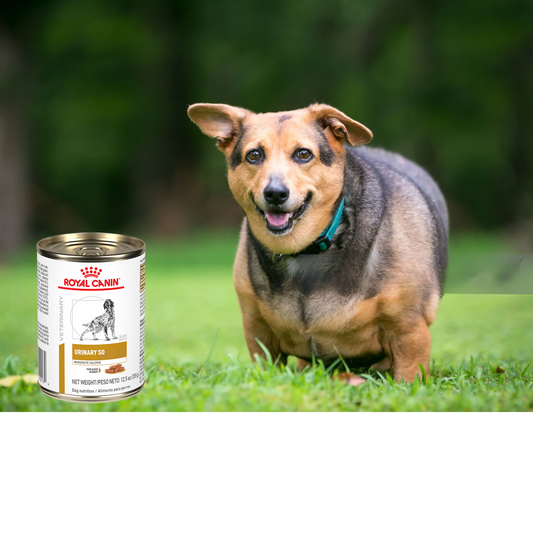 Royal Canin Urinary SO Moderate Calorie Morsels in Gravy Lata 350 Gr