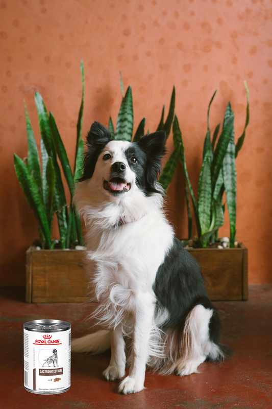 Royal Canin Gastrointestinal Lata Canine 385 Gr
