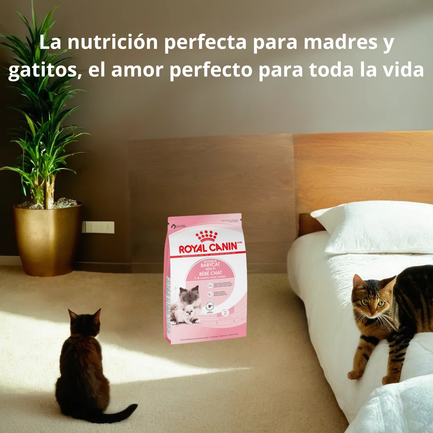 Royal Canin Mother & Babycat 1.37 Kg