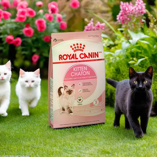 Royal Canin Kitten 1.37 Kg
