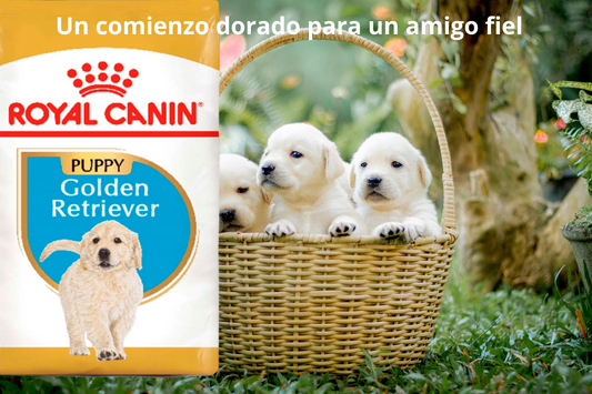 Royal Canin BHN Golden Retriever Puppy 13.6 Kg