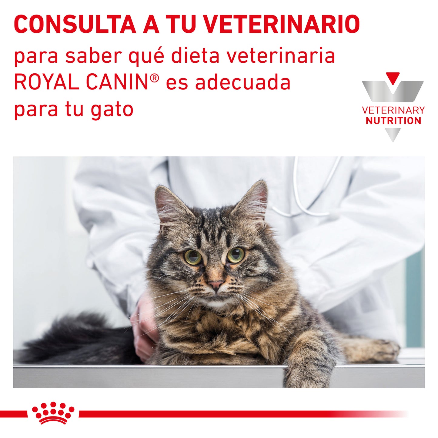 Royal Canin Dental Dry Feline 3.5 Kg