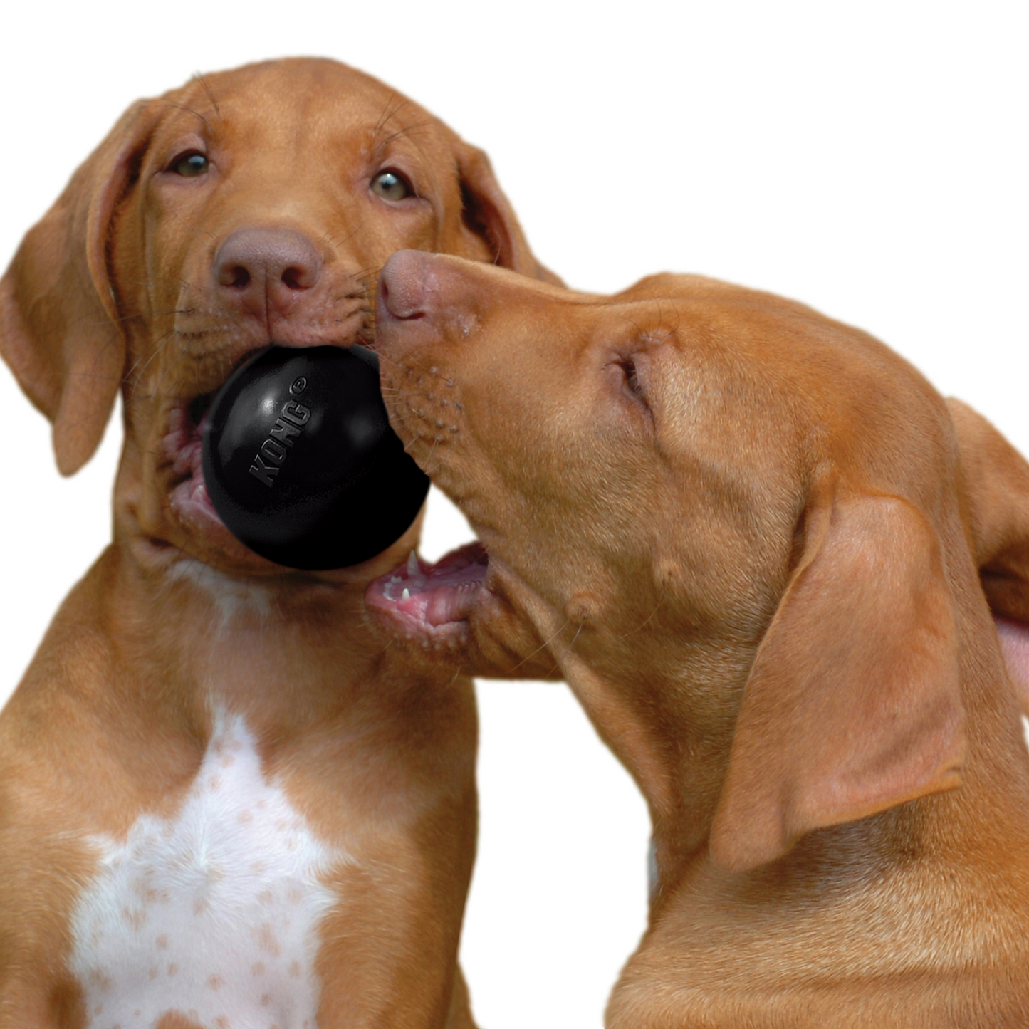 Kong Pelota Extreme con Agujero