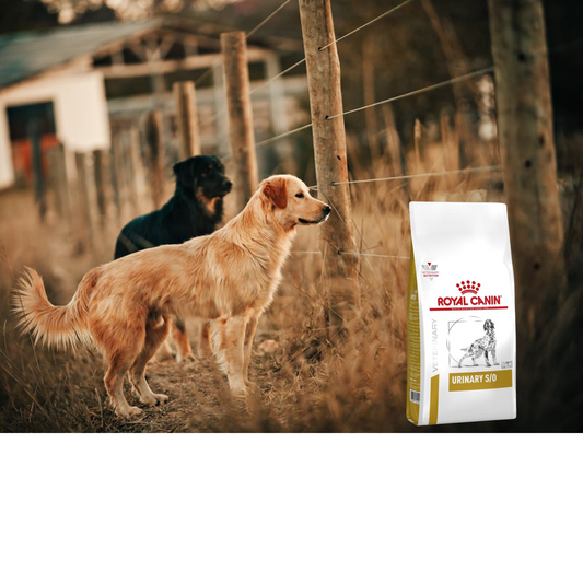 Royal Canin Urinary SO 11.5 Kg