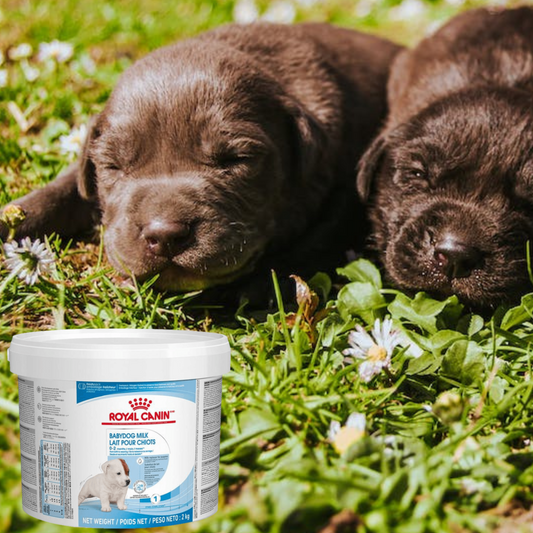 Royal Canin Baby Dog Milk 2 Kg
