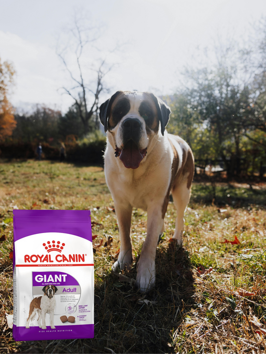 Royal Canin Giant Adult 13.6 Kg