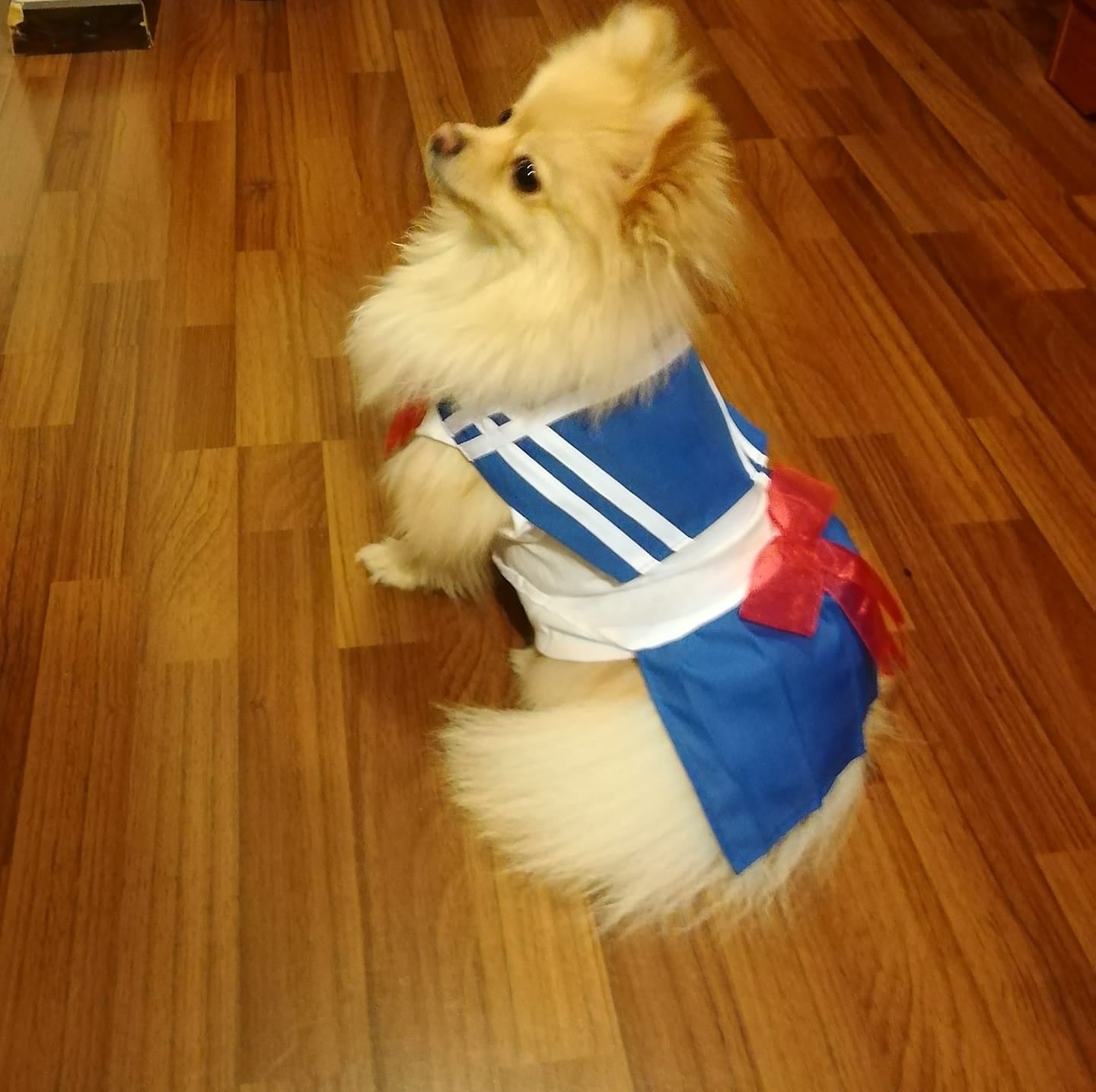 Disfraz de Sailor Moon para Perros y Gatos | Ropa Adorable para Fans del Anime