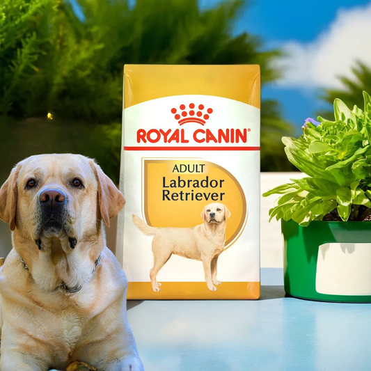 Royal Canin BHN Labrador Retriever 13.6 Kg