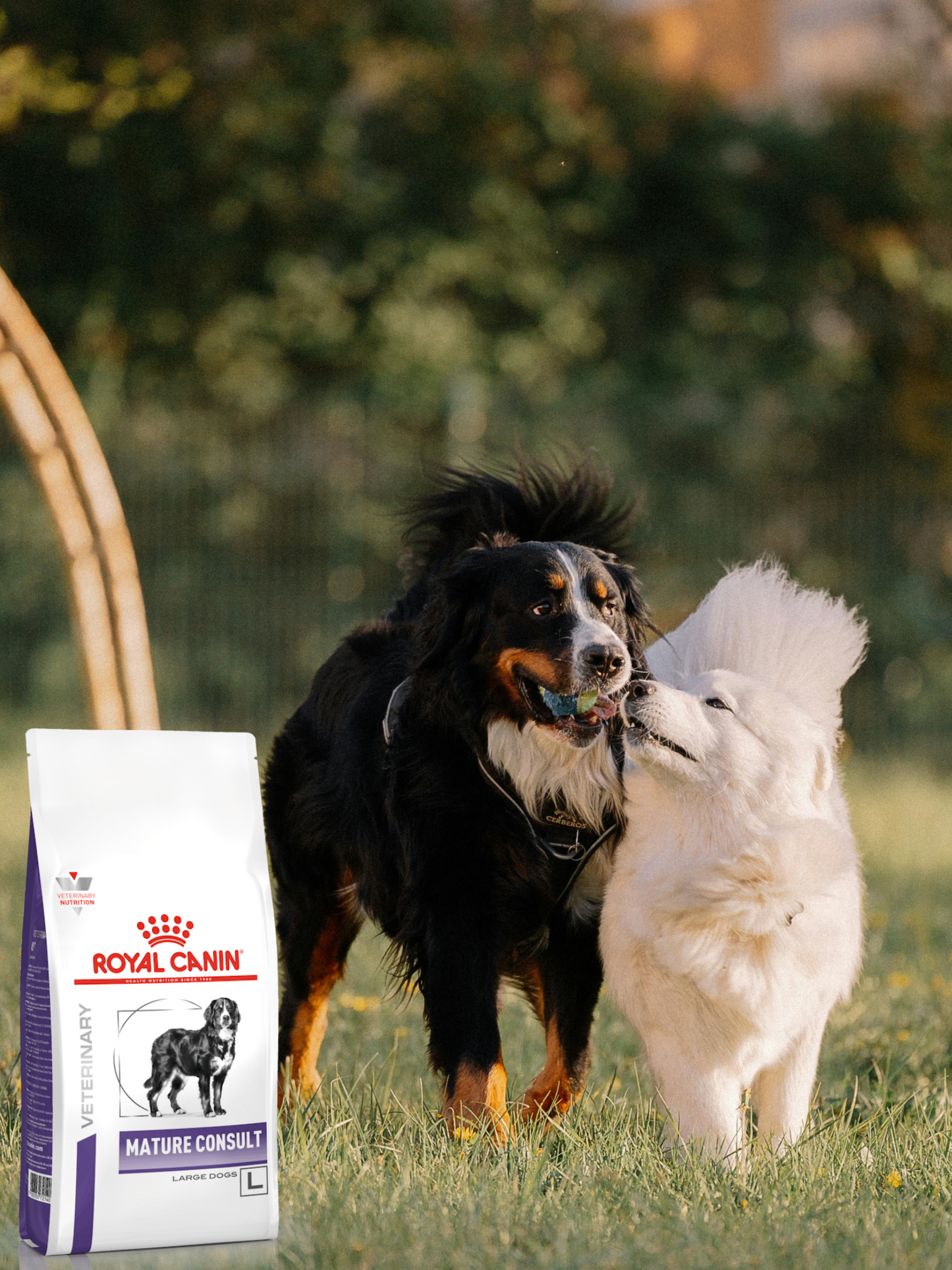 Royal Canin Mature Consult Large Dog 13 Kg