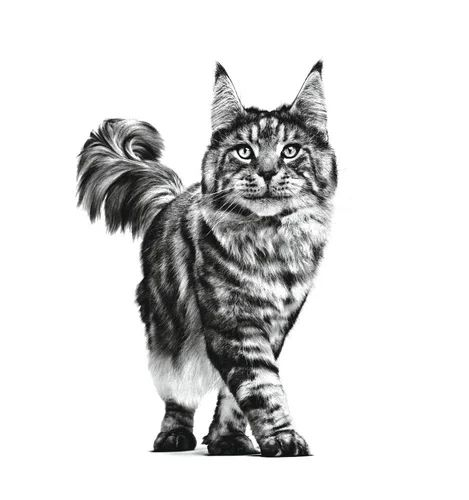 Royal Canin Gastrointestinal Moderate Calorie Feline 3.5 Kg