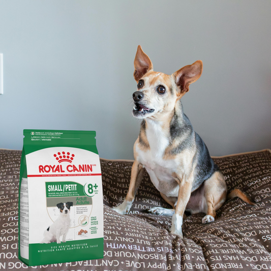 Royal Canin Small Adult Mature 8+ 1.1 Kg | Nutrición Específica para Perros Pequeños Mayores de 8 Años