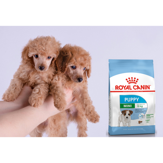 Royal Canin Small Puppy 1.1 Kg | Nutrición Completa para Cachorros de Razas Pequeñas