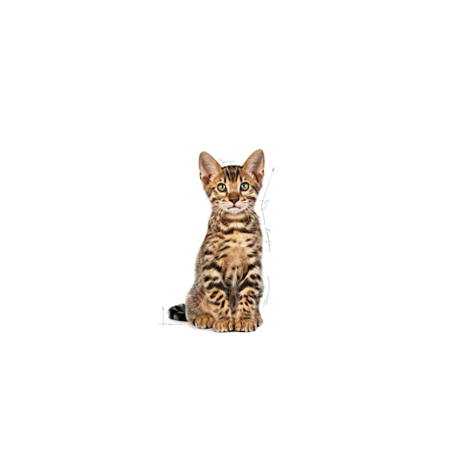 Royal Canin Kitten Spayed 1.14 Kg