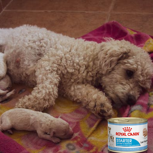 Royal Canin Starter Mousse 145 Gr