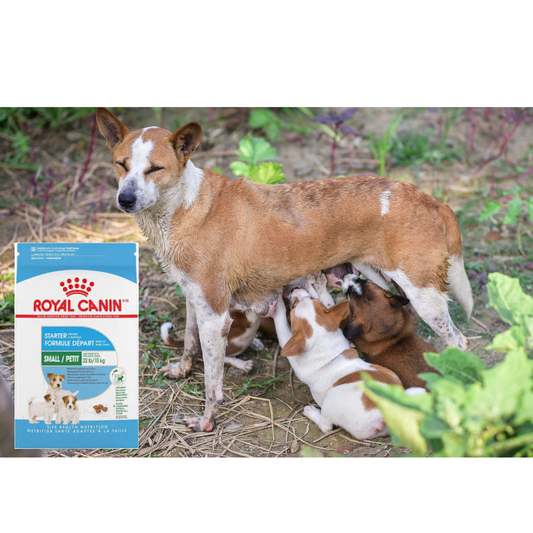 Royal Canin Small Starter Mother and Babydog 6.3 Kg
