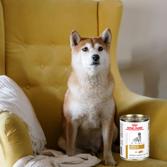 Royal Canin Urinary SO Lata 385 Gr